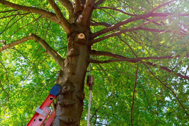 Emergency Storm Tree Removal in Bolinas, CA